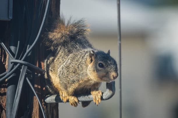 From Furry Friends to Foes Dealing with Attic Squirrel Pests