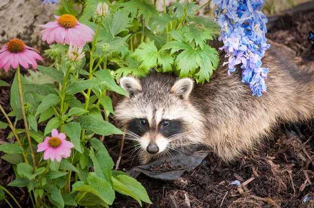Living with Raccoons Coexistence or Removal
