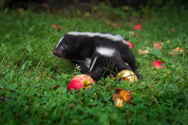 Skunks and Urban Wildlife How to Coexist Peacefully